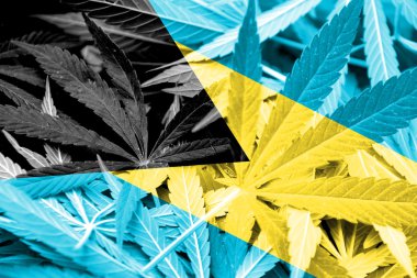 Bahamalar bayrağı esrar arka plan üzerinde. Uyuşturucu politikası. Marihuana yasallaştırma