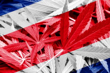 Kosta Rika bayrak esrar arka plan üzerinde. Uyuşturucu politikası. Marihuana yasallaştırma
