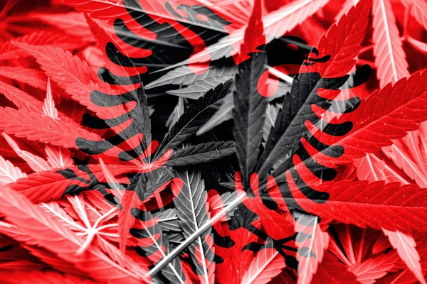 De vlag van Albanië op cannabis achtergrond. Beleid van de drug. Legalisatie van marihuana — Stockfoto