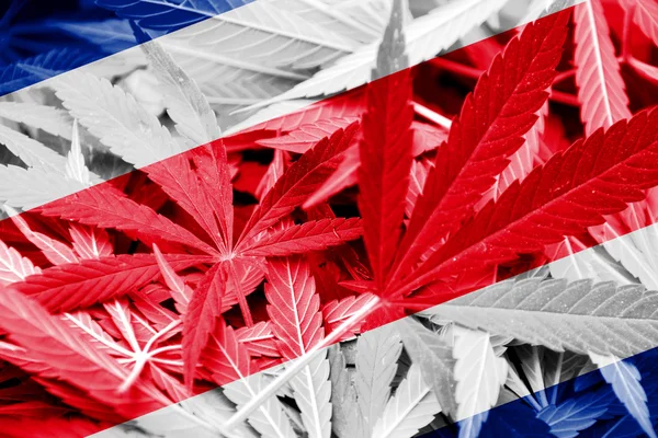 Bandera de Costa Rica sobre fondo de cannabis. Política de drogas. Legalización de la marihuana —  Fotos de Stock