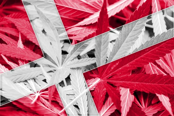 Danmarks flagg på cannabisbakgrunn. Narkotikapolitikk. Legalisering av marihuana – stockfoto