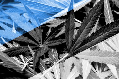 Estonya bayrağı esrar arka plan üzerinde. Uyuşturucu politikası. Marihuana yasallaştırma