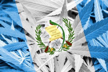Guatemala bayrağı esrar arka plan üzerinde. Uyuşturucu politikası. Marihuana yasallaştırma