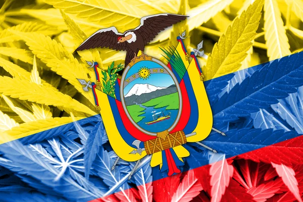 Ekwador flagi na tle konopi. Polityki antynarkotykowej. Legalizacja marihuany — Zdjęcie stockowe