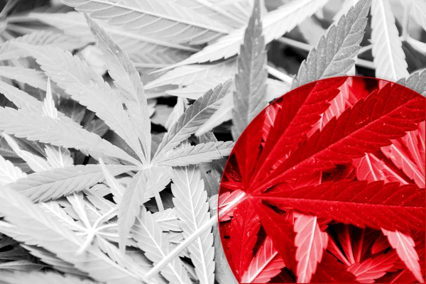 Japanse vlag op cannabis achtergrond. Beleid van de drug. Legalisatie van marihuana — Stockfoto