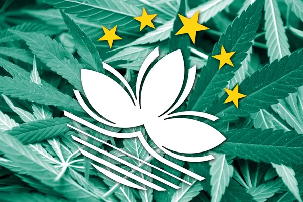 Macau flagga på cannabis bakgrund. Narkotikapolitik. Legalisering av marijuana — Stockfoto