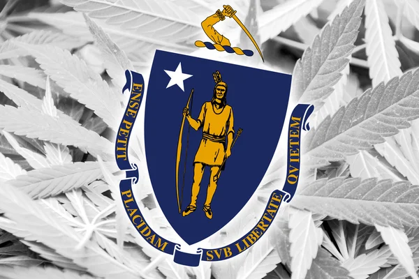 Флаг штата Массачусетс на фоне конопли. Политика в отношении наркотиков. Легализация марихуаны — стоковое фото