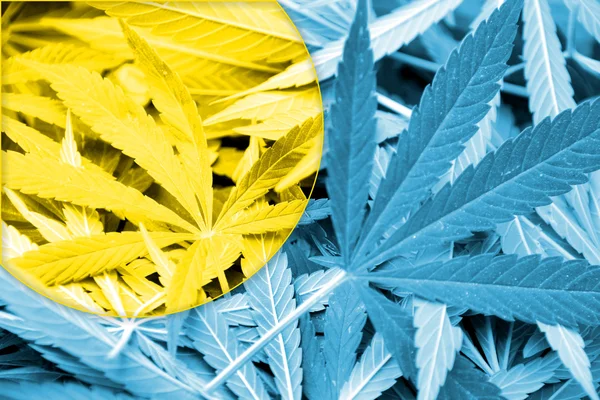 De vlag van Palau op cannabis achtergrond. Beleid van de drug. Legalisatie van marihuana — Stockfoto