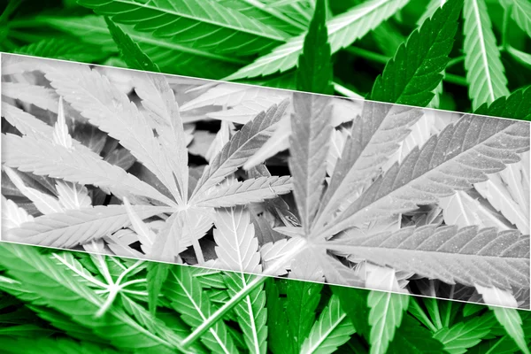 Rotterdam City Flag on cannabis background. Drug policy. Legalization of marijuana — Stock Photo, Image