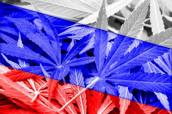 大麻背景上的俄罗斯国旗。药物政策。大麻合法化 — 图库照片