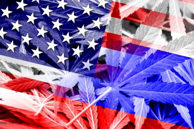 ABD ve Rusya bayrağı esrar arka plan üzerinde. Uyuşturucu politikası. Marihuana yasallaştırma