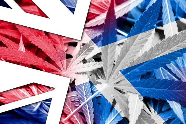 Skotsko a Irsko vlajky na konopí pozadí. Protidrogová politika. Legalizace marihuany — Stock fotografie