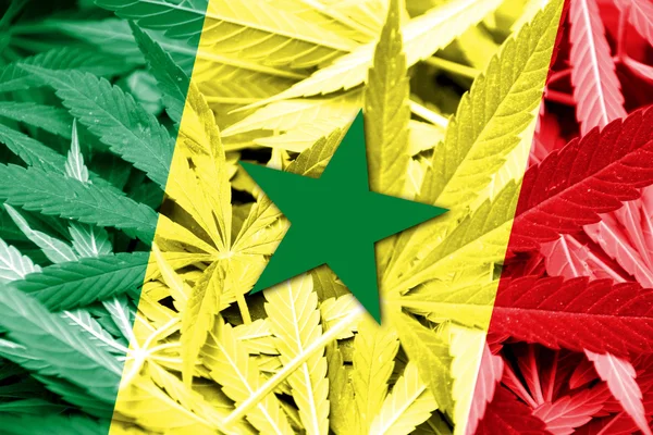 Senegal vlag op cannabis achtergrond. Beleid van de drug. Legalisatie van marihuana — Stockfoto