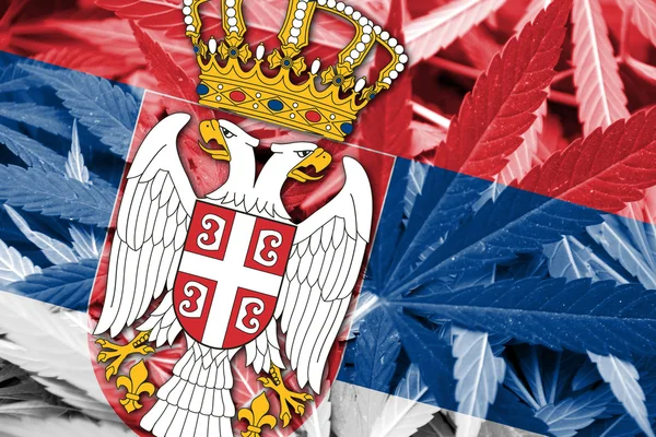 大麻の背景にセルビアの国旗。薬物政策。マリファナの合法化 — ストック写真