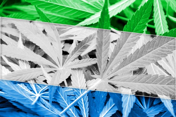 Sierra Leone Flag on cannabis background. Drug policy. Legalization of marijuana — Stock Photo, Image