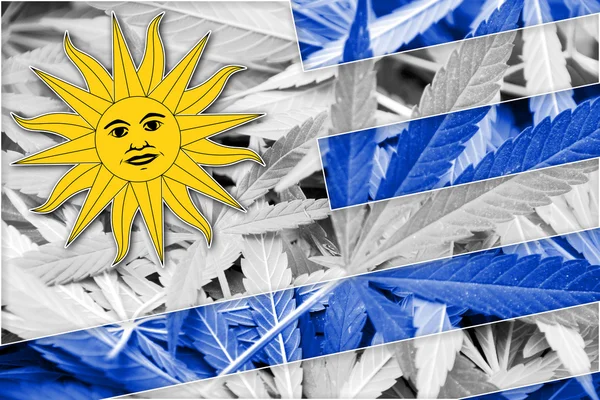 Uruguay bayrağı esrar arka plan üzerinde. Uyuşturucu politikası. Marihuana yasallaştırma — Stok fotoğraf