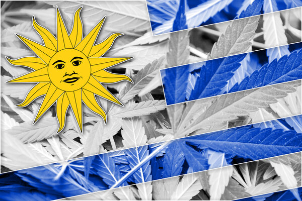 Uruguay Flag on cannabis background. Drug policy. Legalization of marijuana