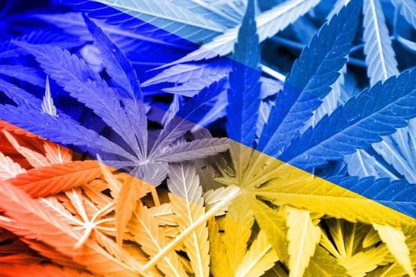 Ucrânia e Rússia Bandeira sobre fundo de cannabis. Política de drogas. Legalização da maconha — Fotografia de Stock