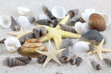 starfishes ve deniz plaj
