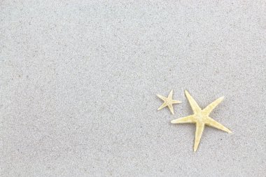 Sahilde starfishes