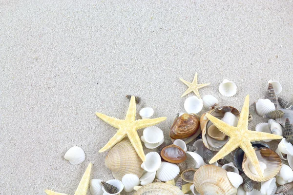 Морские звезды и ракушки на пляже — стоковое фото