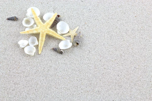 Starfishes a mušle na pláži — Stock fotografie