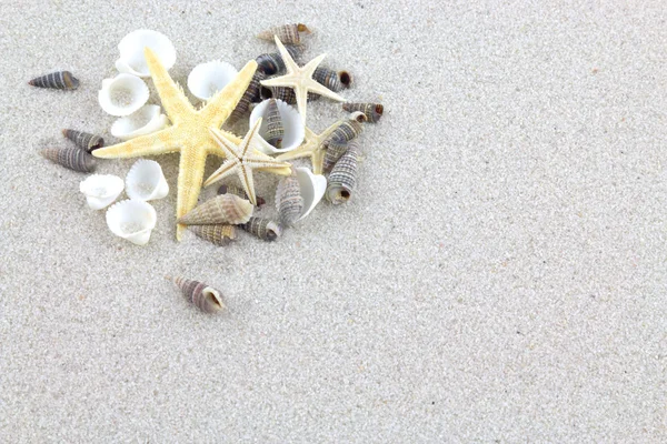 Starfishes and seashells on the beach — Stock Photo, Image