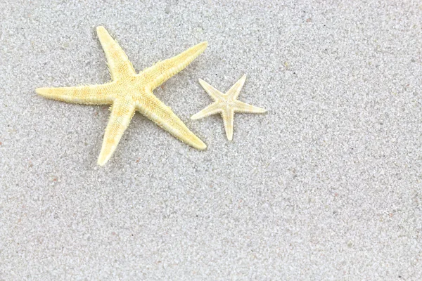 Starfishes on the beach — Stock Photo, Image