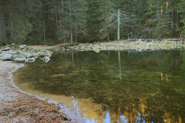 Dağ nehri yeşil ormandan akıyor. — Stok fotoğraf