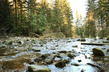 Lehçe ormandaki nehir. Yosun kaplı dağ kayalar