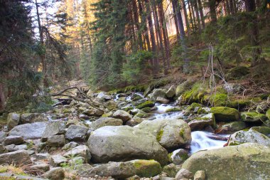 Lehçe ormandaki nehir. Yosun kaplı dağ kayalar