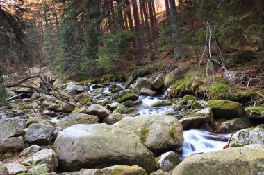 Lehçe ormandaki nehir. Yosun kaplı dağ kayalar
