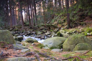 Lehçe ormandaki nehir. Yosun kaplı dağ kayalar