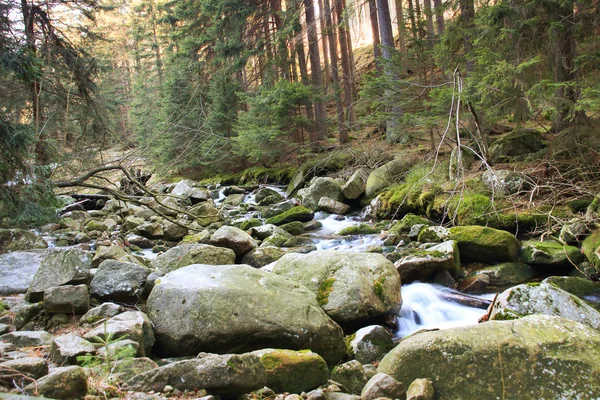 Lehçe ormandaki nehir. Yosun kaplı dağ kayalar — Stok fotoğraf