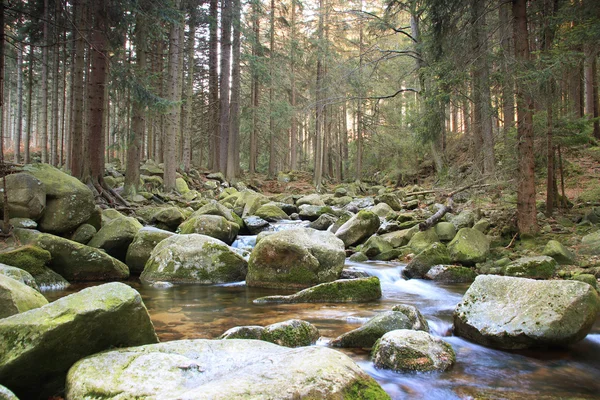 Річка в польський ліс. Гірських порід, покритий мохом — стокове фото