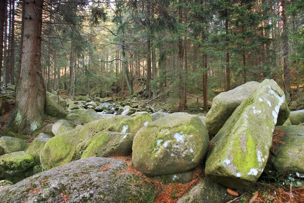 Lehçe ormandaki nehir. Yosun kaplı dağ kayalar — Stok fotoğraf