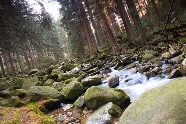 Річка в польський ліс. Гірських порід, покритий мохом — стокове фото