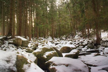 Kış nehir Lehçe ormanın içinde. Karla kaplı dağ kayalar