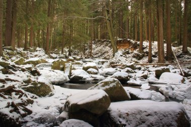Kış nehir Lehçe ormanın içinde. Karla kaplı dağ kayalar