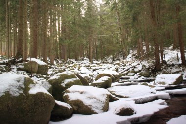 Kış nehir Lehçe ormanın içinde. Karla kaplı dağ kayalar
