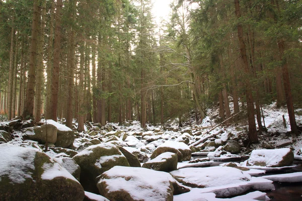 Kış nehir Lehçe ormanın içinde. Karla kaplı dağ kayalar — Stok fotoğraf