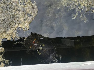 The Florida red-bellied cooter or Florida redbelly turtle is a species of turtle in the family Emydidae.