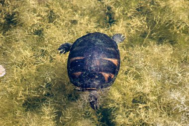 The Florida red-bellied cooter or Florida redbelly turtle is a species of turtle in the family Emydidae. clipart