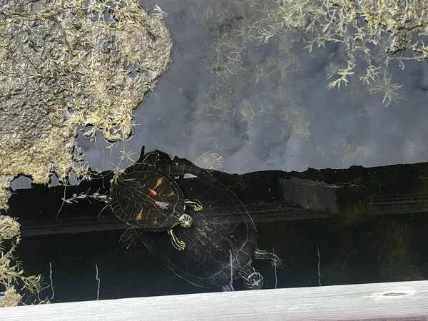 The Florida red-bellied cooter or Florida redbelly turtle is a species of turtle in the family Emydidae.