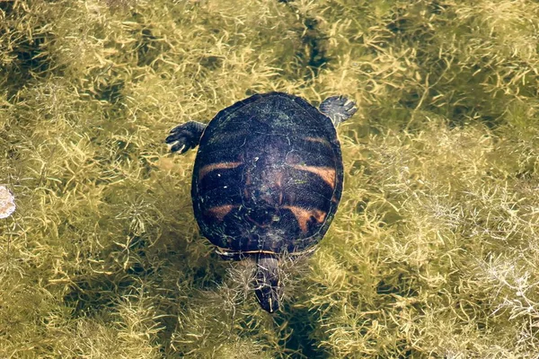 The Florida red-bellied cooter or Florida redbelly turtle is a species of turtle in the family Emydidae.