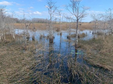 Çimenli sular Florida Palm Beach Bahçeleri 'nde korunuyor.
