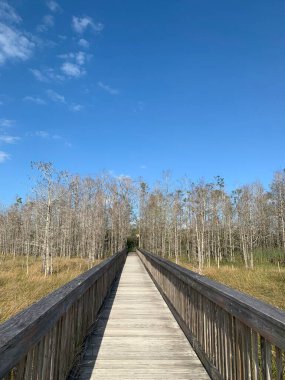 Çimenli sular Florida Palm Beach Bahçeleri 'nde korunuyor.
