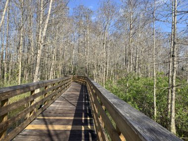Çimenli sular Florida Palm Beach Bahçeleri 'nde korunuyor.