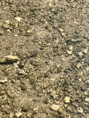 Damalı puf balığı Sphoeroides, sığ sularda yüzer.