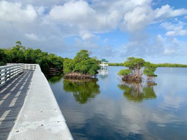 Anne Kolb Doğa Merkezi 'nde Florida' nın mangrovları arasında tahta kaldırım.